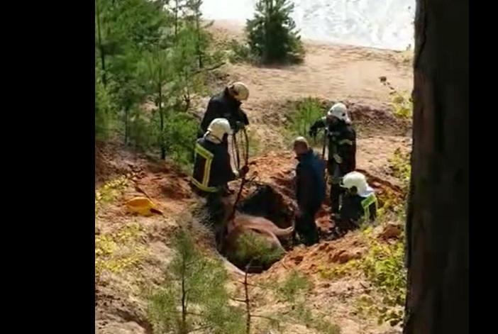 Пожарные в Огре спасли увязшего в песке старого коня