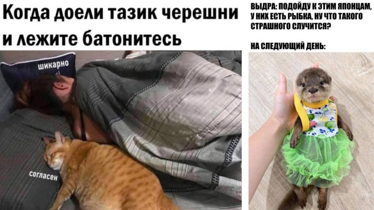 Прикольные картинки с надписями и домашняя выдра