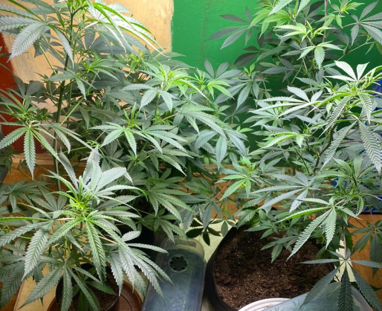 Полиция в Риге и Рое обнаружила фермы по выращиванию марихуаны