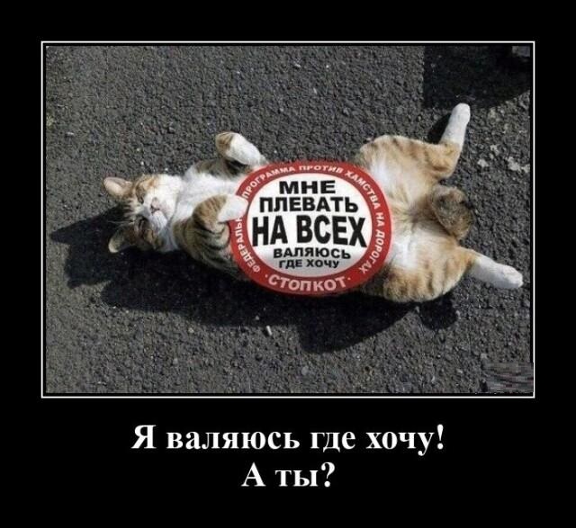 Новые демотиваторы и валяюсь где хочу