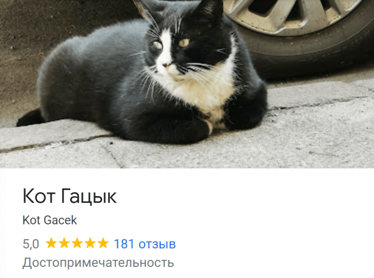 Новая достопримечательность Польши с пятью звездами — толстый кот Гацек