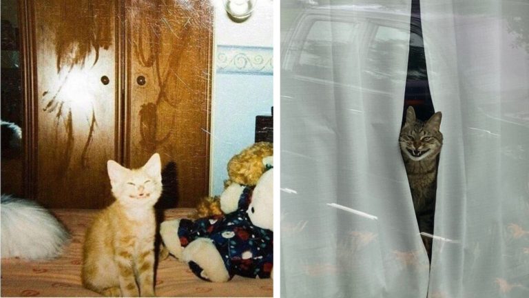 20 котиков, которые выиграли бы соревнования на самую смешную мордочку