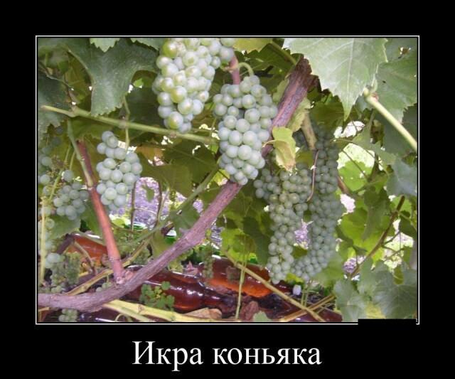 Новые демотиваторы и икра коньяка