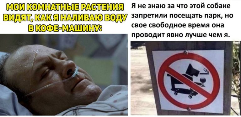 Прикольные картинки с надписями и комнатные растения