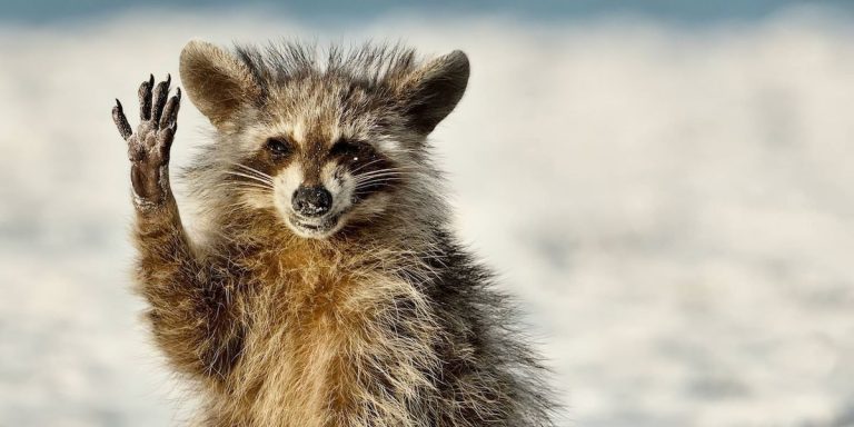 20 самых забавных финалистов конкурса Comedy Wildlife Photo Awards 2022 года