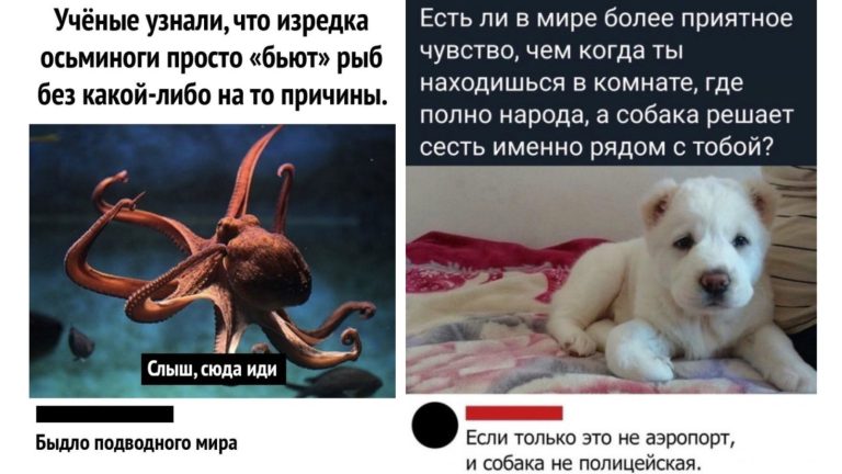 Забавные комментарии, которые как острый соус приправляют сам пост