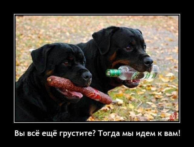 Новые демотиваторы и не грустите
