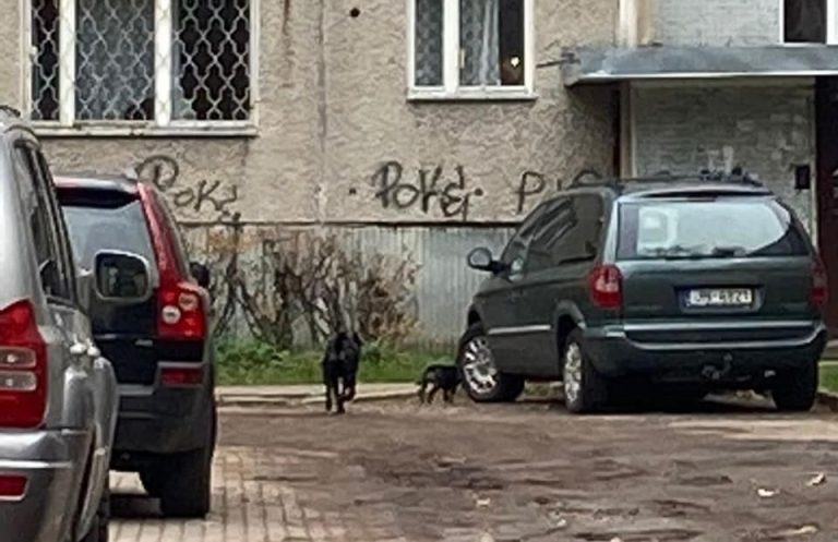 В Илгуциемcе пойманы две агрессивные собаки, сбежавшие от хозяина