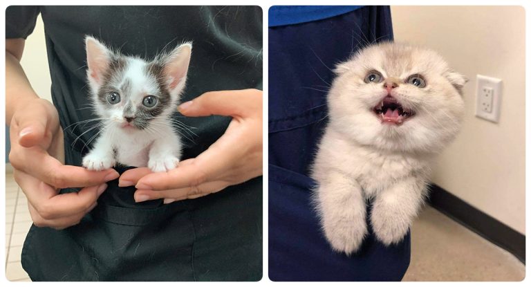 Карманные котята — средство от всех печалей!