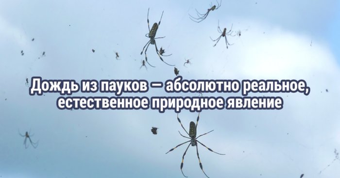 Дождь из пауков и ещё 20 пугающих фактов, которые хочется поскорее забыть