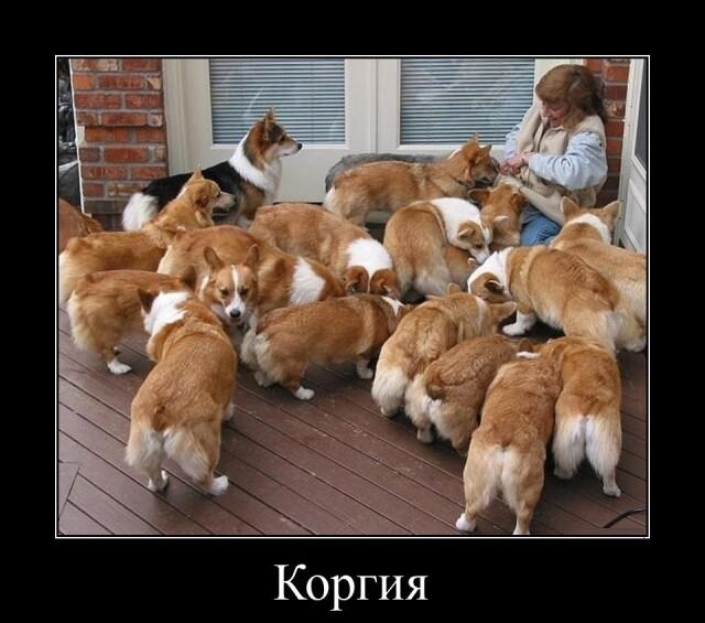 Новые демотиваторы и корги