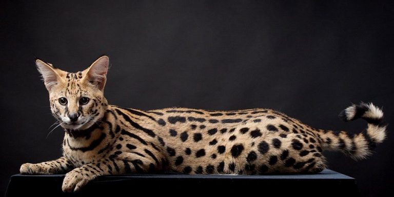 Кот Фенрир из Мичигана официально признан самым высоким в мире