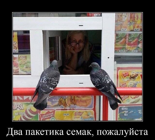 Новые демотиваторы и два пакета семечек