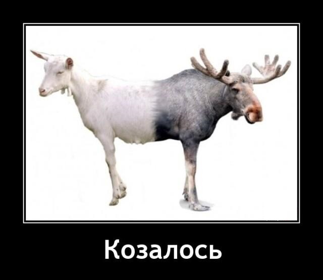 Новые демотиваторы и когда показалось