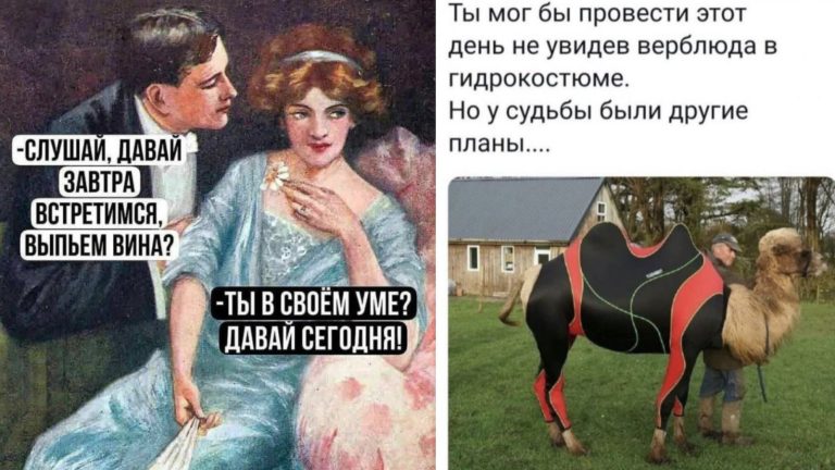 Прикольные картинки с надписями и верблюд в гидрокостюме