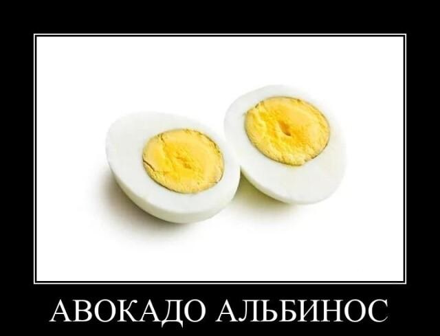 Новые демотиваторы и авокадо альбинос