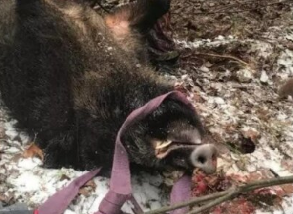 Под Екабпилсом подстреленный кабан напал на охотника