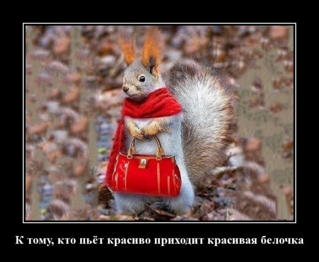 Новые демотиваторы и красивая белочка