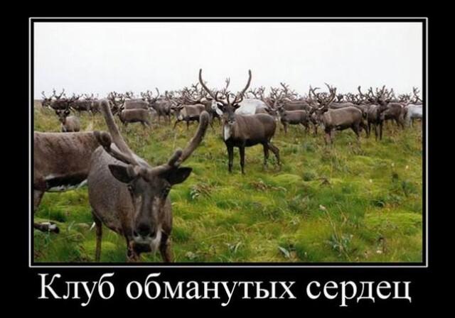 Новые демотиваторы и клуб обманутых сердец