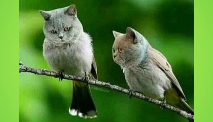 20 прикольных мемов про котов и собак
