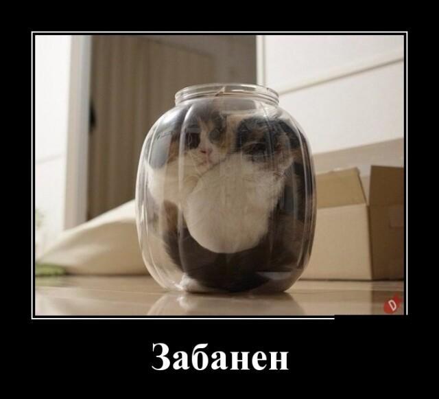 Новые демотиваторы и забаненый кот