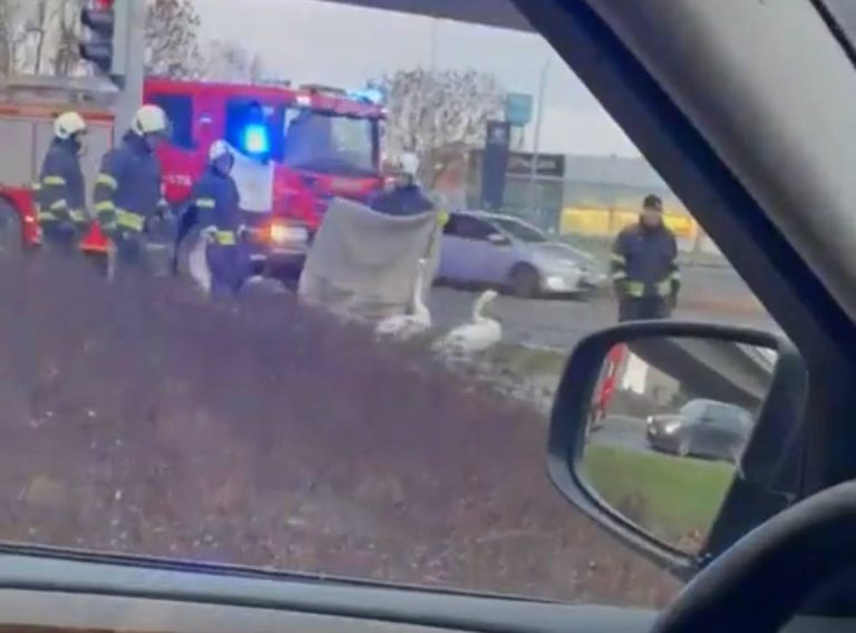 Спасатели в Таллине помогли лебединому семейству перейти дорогу