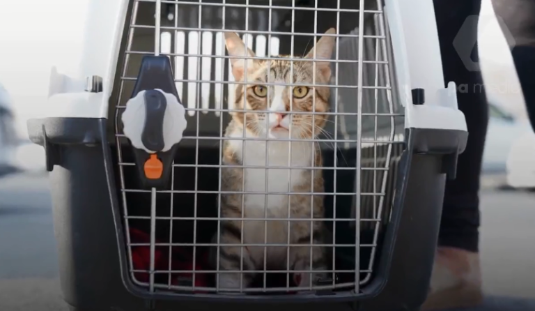 Сборная Англии привезет с ЧМ в Катаре бездомного кота Дэйва