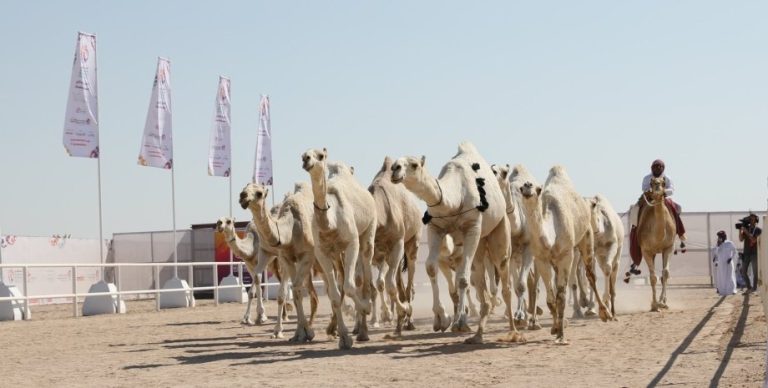 ЧМ по футболу может стать причиной распространения опасного вируса «верблюжьего гриппа» - британские медики