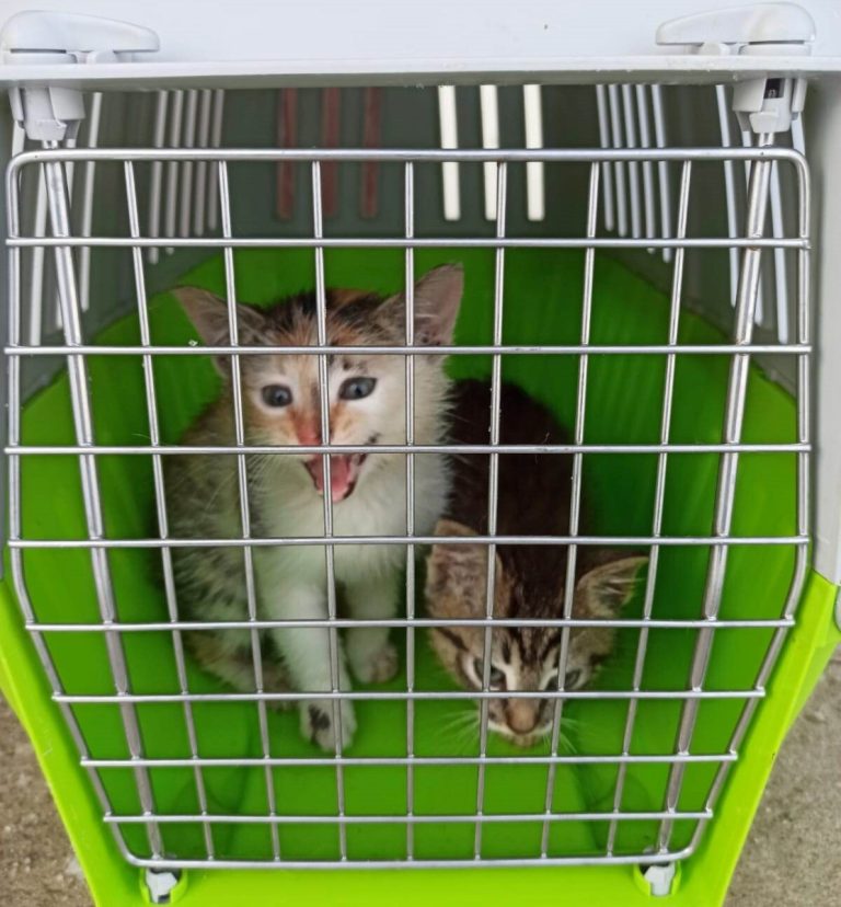 Маленьких котят выбросили на помойку; еще пара часов на морозе и они бы погибли