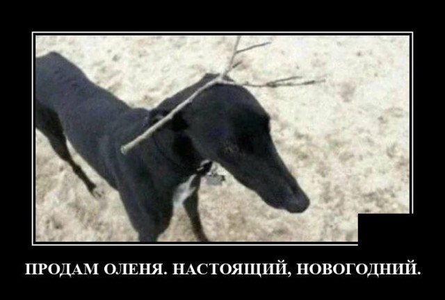 Новые демотиваторы и новогодний олень