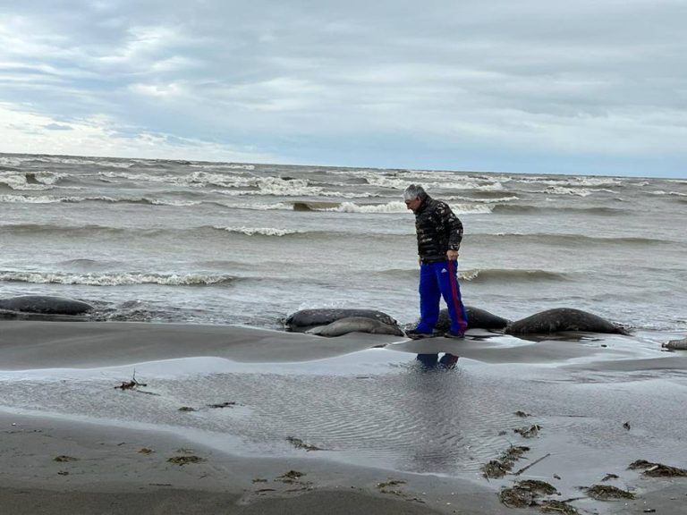У Каспийского моря в Дагестане нашли 2500 мертвых тюленей