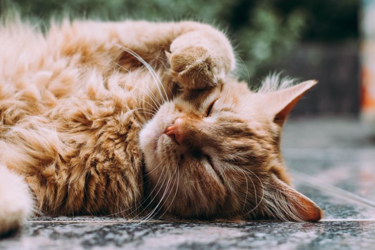 Все домашние кошки происходят из одного места на Земле — исследование