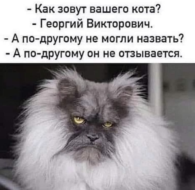 Юмор за день и Георгий Викторович