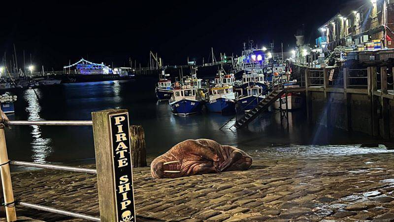 В британском Скарборо отменили фейерверк из-за моржа