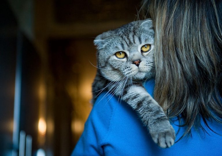 Кошки, которые идеально подходят для людей, страдающих тревожностью