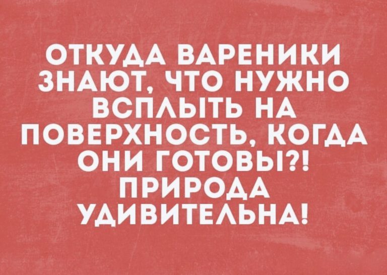 Юмор за день и взяточник