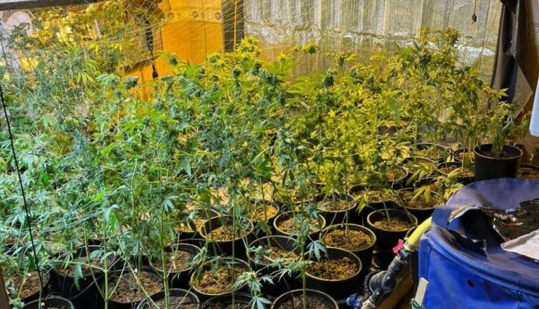 На чердаке дома в Риге нашли плантацию марихуаны; изъято 10 кг наркотика