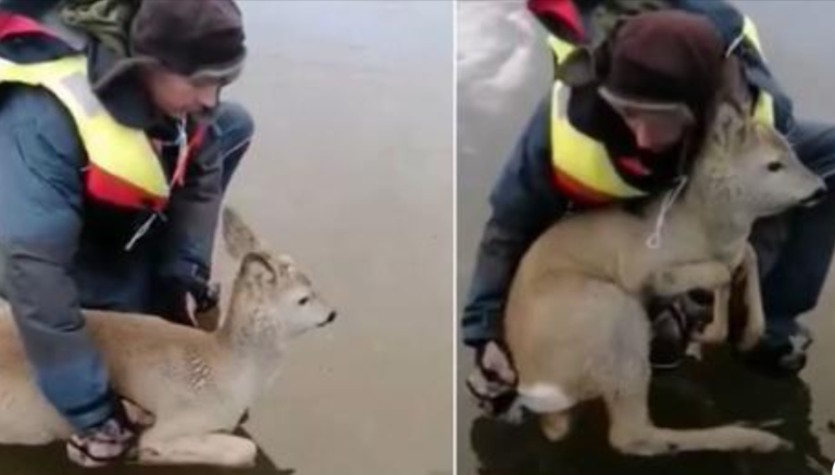 Вороны уже начали атаковать. Косуля бы погибла, но литовские рыбаки ее спасли