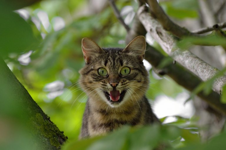 Коты могут помочь в расследовании преступлений — в этом уверены ученые