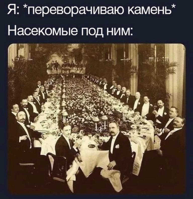 Юмор за день и насекомые