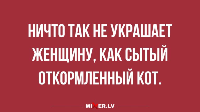 Юмор за день и откормленный кот