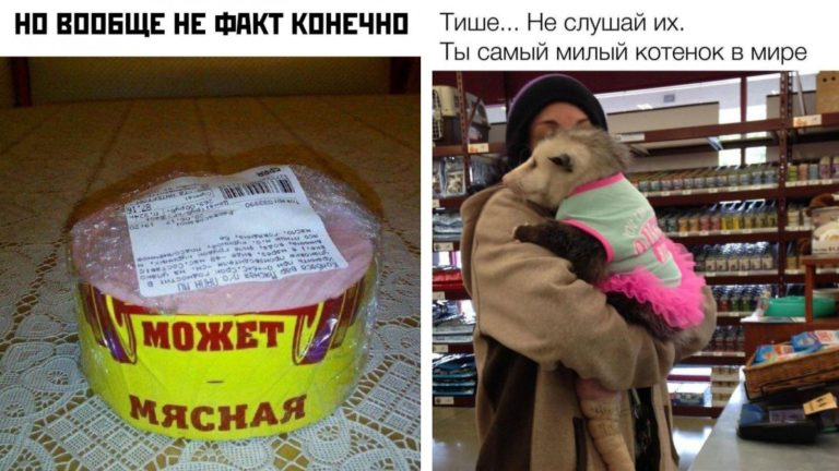 Прикольные картинки с надписями и самый милый котенок
