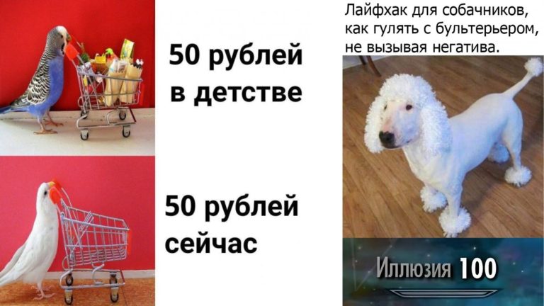 Прикольные картинки с надписями и бультерьер