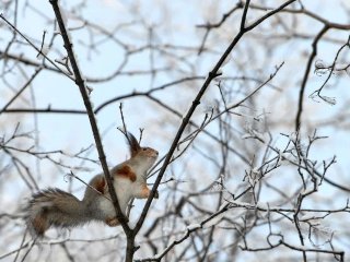 Сегодня в Латвии побиты новые рекорды тепла для 15 февраля