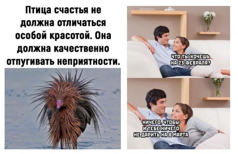 Прикольные картинки с надписями и птица счастья