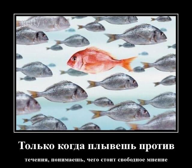 Новые демотиваторы и плыть против течения