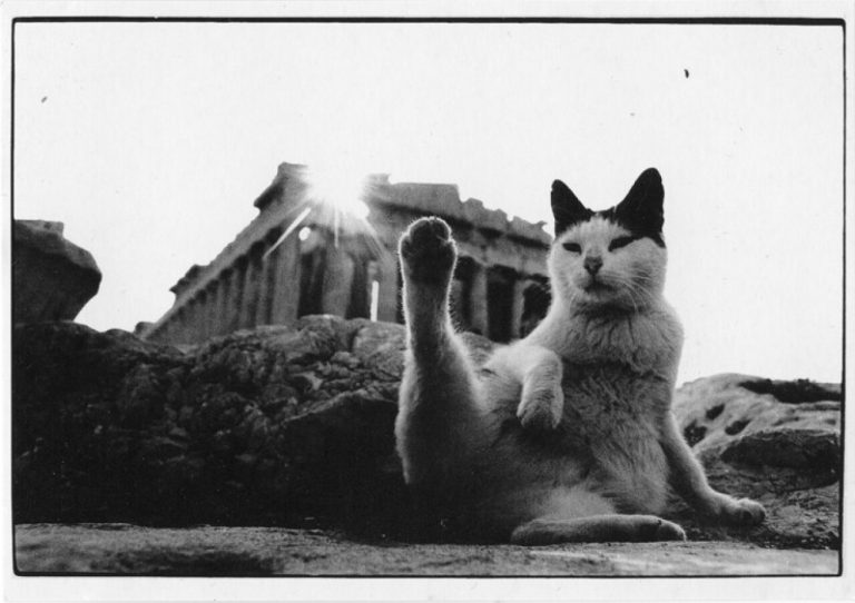 Коты и собаки в работах мастеров фотографии от классиков до современников (часть 1)