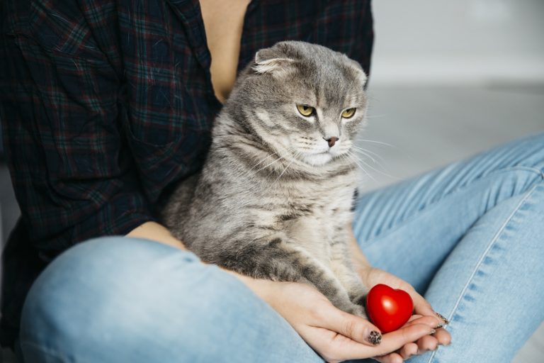 Вы будете удивлены: список продуктов, которые нельзя давать котам