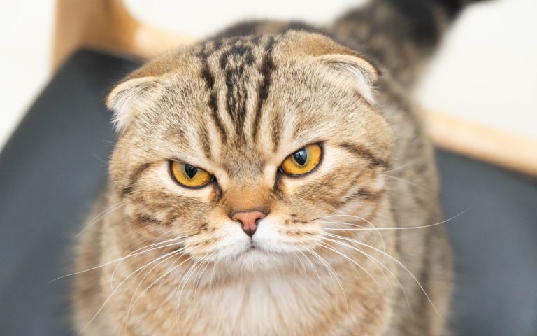 В Сан-Марино спортсмена выгнали из команды и оштрафовали за убийство кота