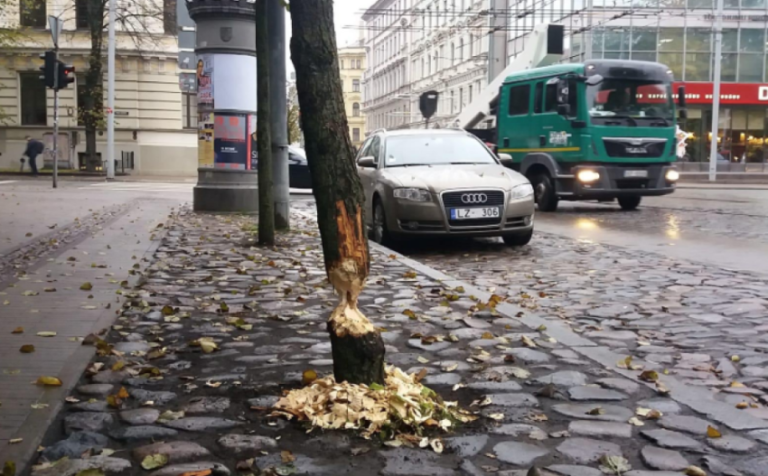 Начат сбор подписей против планов Рижской думы по уничтожению бобров